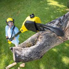 How Our Tree Care Process Works  in  Lavon, TX