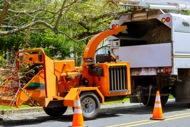 Lavon, TX Tree Care  Company